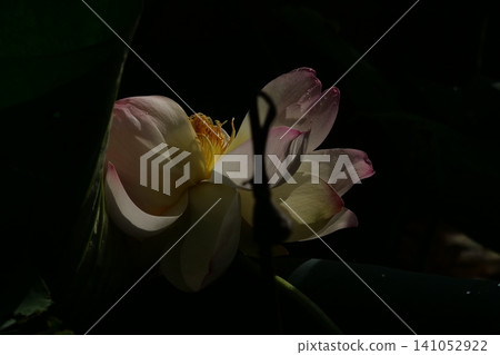 潔白的蓮花從深色的背景探出頭來。沐浴在透過樹梢灑下的陽光裡，它們在這如夢似幻的夏日景像中靜靜綻放。 141052922