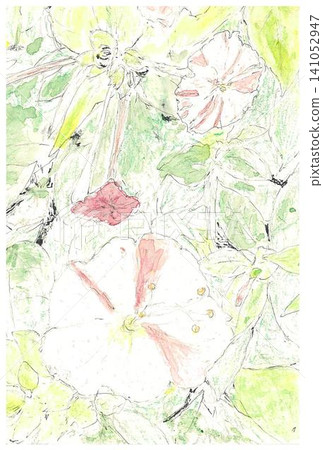 Postcard-sized images of variegated and dark pink four o'clock flowers. Postcard-sized images of variegated and dark pink four o'clock flowers. 141052947
