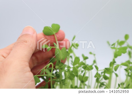 A person touching pea sprouts A person touching pea sprouts 141052950