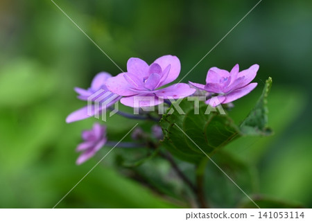 我家花園裡的繡球花盛開了 我家花園裡的繡球花盛開了 141053114