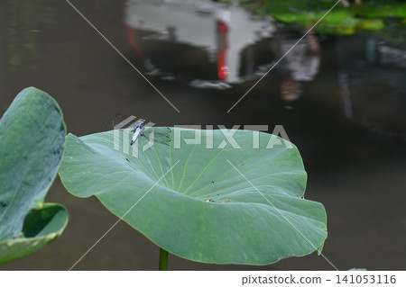 A common skimmer dragonfly perched on a lotus leaf. A common skimmer dragonfly perched on a lotus leaf. 141053116