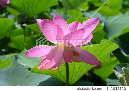 在富岡市神成拍攝的古老蓮花 在富岡市神成拍攝的古老蓮花 141053120