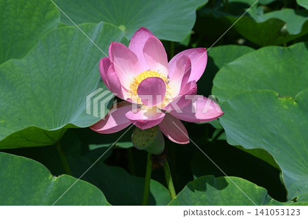 在富岡市神成拍攝的古老蓮花 在富岡市神成拍攝的古老蓮花 141053123
