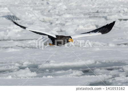 Steller's sea eagles and white-tailed eagles, migratory birds designated as natural monuments, spend their winters on the frozen lakes of Hokkaido. Steller's sea eagles and white-tailed eagles, migratory birds designated as natural monuments, spend their winters on the frozen lakes of Hokkaido. 141053162
