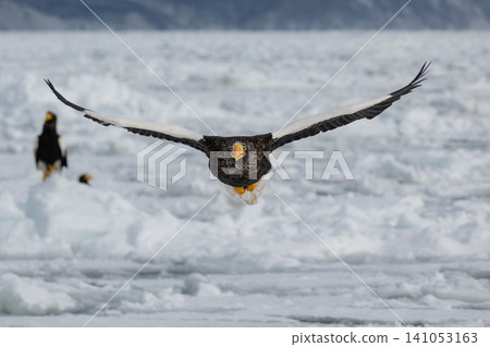 Steller's sea eagles and white-tailed eagles, migratory birds designated as natural monuments, spend their winters on the frozen lakes of Hokkaido. Steller's sea eagles and white-tailed eagles, migratory birds designated as natural monuments, spend their winters on the frozen lakes of Hokkaido. 141053163