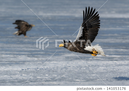Steller's sea eagles and white-tailed eagles, migratory birds designated as natural monuments, spend their winters on the frozen lakes of Hokkaido. Steller's sea eagles and white-tailed eagles, migratory birds designated as natural monuments, spend their winters on the frozen lakes of Hokkaido. 141053176