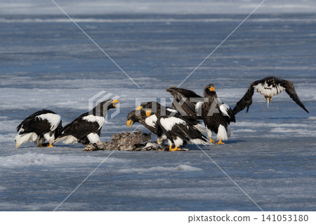Steller's sea eagles and white-tailed eagles, migratory birds designated as natural monuments, spend their winters on the frozen lakes of Hokkaido. 141053180