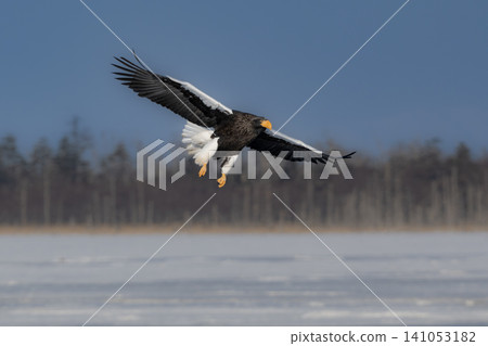 Steller's sea eagles and white-tailed eagles, migratory birds designated as natural monuments, spend their winters on the frozen lakes of Hokkaido. Steller's sea eagles and white-tailed eagles, migratory birds designated as natural monuments, spend their winters on the frozen lakes of Hokkaido. 141053182