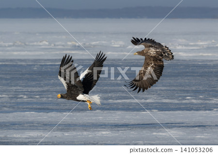 Steller's sea eagles and white-tailed eagles, migratory birds designated as natural monuments, spend their winters on the frozen lakes of Hokkaido. Steller's sea eagles and white-tailed eagles, migratory birds designated as natural monuments, spend their winters on the frozen lakes of Hokkaido. 141053206