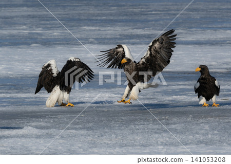 Steller's sea eagles and white-tailed eagles, migratory birds designated as natural monuments, spend their winters on the frozen lakes of Hokkaido. Steller's sea eagles and white-tailed eagles, migratory birds designated as natural monuments, spend their winters on the frozen lakes of Hokkaido. 141053208