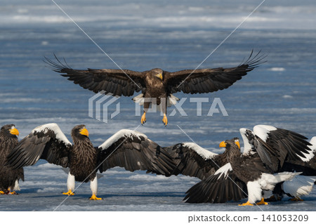 Steller's sea eagles and white-tailed eagles, migratory birds designated as natural monuments, spend their winters on the frozen lakes of Hokkaido. Steller's sea eagles and white-tailed eagles, migratory birds designated as natural monuments, spend their winters on the frozen lakes of Hokkaido. 141053209