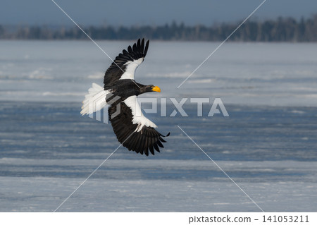 Steller's sea eagles and white-tailed eagles, migratory birds designated as natural monuments, spend their winters on the frozen lakes of Hokkaido. Steller's sea eagles and white-tailed eagles, migratory birds designated as natural monuments, spend their winters on the frozen lakes of Hokkaido. 141053211