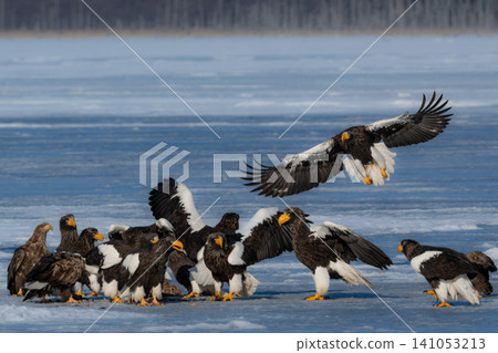 Steller's sea eagles and white-tailed eagles, migratory birds designated as natural monuments, spend their winters on the frozen lakes of Hokkaido. Steller's sea eagles and white-tailed eagles, migratory birds designated as natural monuments, spend their winters on the frozen lakes of Hokkaido. 141053213