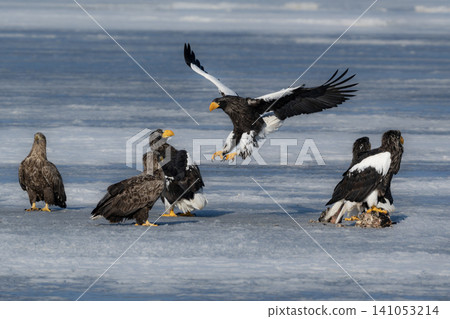 Steller's sea eagles and white-tailed eagles, migratory birds designated as natural monuments, spend their winters on the frozen lakes of Hokkaido. Steller's sea eagles and white-tailed eagles, migratory birds designated as natural monuments, spend their winters on the frozen lakes of Hokkaido. 141053214