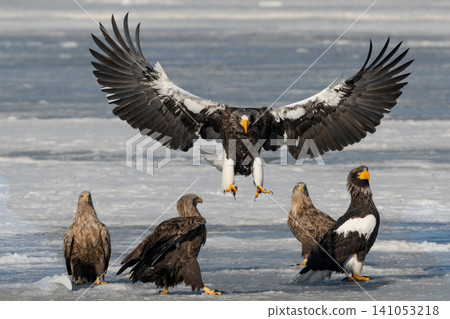 Steller's sea eagles and white-tailed eagles, migratory birds designated as natural monuments, spend their winters on the frozen lakes of Hokkaido. Steller's sea eagles and white-tailed eagles, migratory birds designated as natural monuments, spend their winters on the frozen lakes of Hokkaido. 141053218