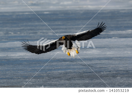 Steller's sea eagles and white-tailed eagles, migratory birds designated as natural monuments, spend their winters on the frozen lakes of Hokkaido. Steller's sea eagles and white-tailed eagles, migratory birds designated as natural monuments, spend their winters on the frozen lakes of Hokkaido. 141053219