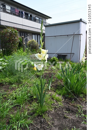 我家花園裡的劍蘭開始盛開了。 我家花園裡的劍蘭開始盛開了。 141053345