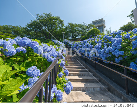 一條兩旁種滿繡球花的石階通往初夏的藍天;塔特哈納公園的景色優美,富有層次感。 一條兩旁種滿繡球花的石階通往初夏的藍天;塔特哈納公園的景色優美,富有層次感。 141053848