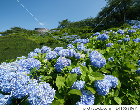 The early summer blue sky and the landscape of Tatehana Park, covered with clusters of blue hydrangeas in full bloom. The early summer blue sky and the landscape of Tatehana Park, covered with clusters of blue hydrangeas in full bloom. 141053867