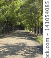 A tree-lined street where summer sunlight filters through the leaves is beautiful. 141054085