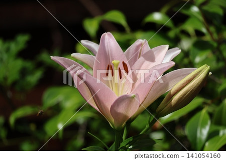 A close-up view of a lily flower with pale pink petals. A close-up view of a lily flower with pale pink petals. 141054160