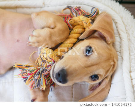A dog holding its favorite toy A dog holding its favorite toy 141054175