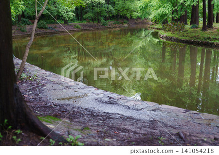 Waterway in the forest park after the rain Waterway in the forest park after the rain 141054218