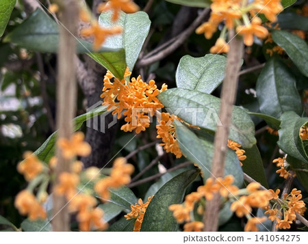 黃色毛butter花 黃色毛butter花 141054275