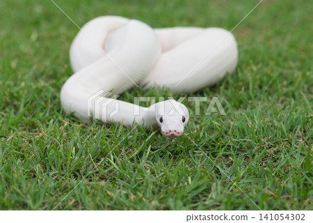 A beautiful white morph Ball Python gliding on fresh green grass, close-up portrait, elegant and exotic concept. A beautiful white morph Ball Python gliding on fresh green grass, close-up portrait, elegant and exotic concept. 141054302