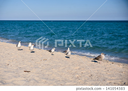 Seagulls Standing on Sandy Beach Along the Shoreline Seagulls Standing on Sandy Beach Along the Shoreline 141054383