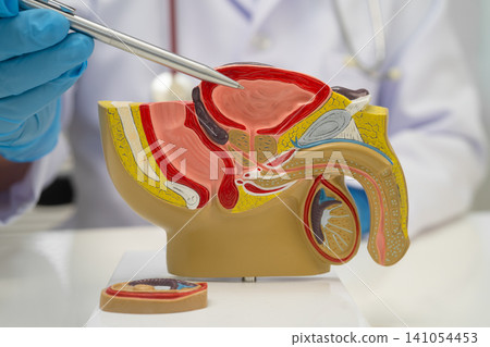 Male reproductive system, Asian doctor holding human anatomy model for study diagnosis and treatment in hospital. Male reproductive system, Asian doctor holding human anatomy model for study diagnosis and treatment in hospital. 141054453