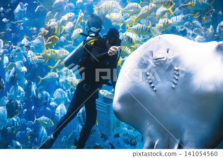 diver underwater in sea feeds tropical exotic fish and a stingray near a coral reef. Fish feeding at aquarium at Vinpearl Amusement Park in Nha Trang Vietnam diver underwater in sea feeds tropical exotic fish and a stingray near a coral reef. Fish feeding at aquarium at Vinpearl Amusement Park in Nha Trang Vietnam 141054560