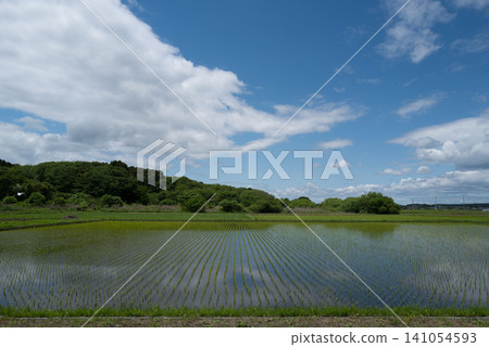 美麗的稻田倒映著初夏的藍天和周圍青山的景色:這是日本水稻插秧後清新而充滿活力的鄉村景色。 美麗的稻田倒映著初夏的藍天和周圍青山的景色:這是日本水稻插秧後清新而充滿活力的鄉村景色。 141054593