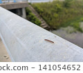 Millipede 141054652