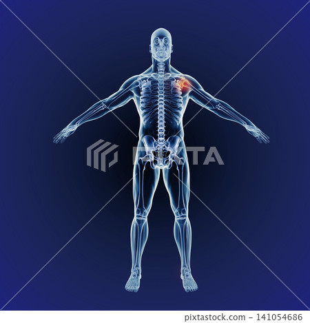 Shoulder pain, skeleton and graphic of body for xray, exam and analysis in medical overlay. 3D of human anatomy, radiology and red illustration of injury or physiotherapy on a dark or blue background Shoulder pain, skeleton and graphic of body for xray, exam and analysis in medical overlay. 3D of human anatomy, radiology and red illustration of injury or physiotherapy on a dark or blue background 141054686