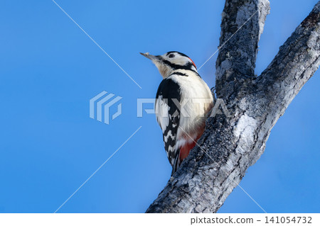 In the depths of winter in Kushiro Marsh National Park, a Great Spotted Woodpecker drums on a dead tree and searches for insects. In the depths of winter in Kushiro Marsh National Park, a Great Spotted Woodpecker drums on a dead tree and searches for insects. 141054732