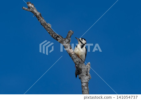 In the depths of winter in Kushiro Marsh National Park, a Great Spotted Woodpecker drums on a dead tree and searches for insects. In the depths of winter in Kushiro Marsh National Park, a Great Spotted Woodpecker drums on a dead tree and searches for insects. 141054737