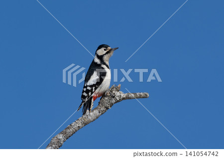 In the depths of winter in Kushiro Marsh National Park, a Great Spotted Woodpecker drums on a dead tree and searches for insects. In the depths of winter in Kushiro Marsh National Park, a Great Spotted Woodpecker drums on a dead tree and searches for insects. 141054742