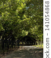 A quiet tree-lined street bathed in dappled sunlight. 141054868