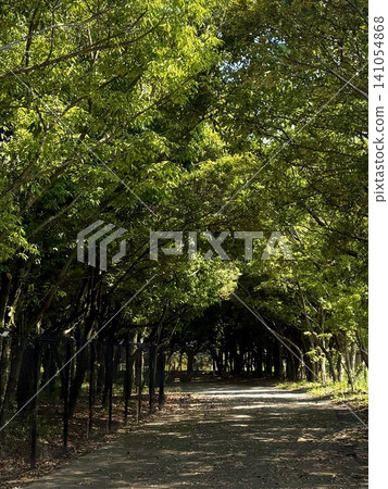 一條綠樹成蔭的靜謐街道,陽光斑駁地灑落在街道上。 一條綠樹成蔭的靜謐街道,陽光斑駁地灑落在街道上。 141054868
