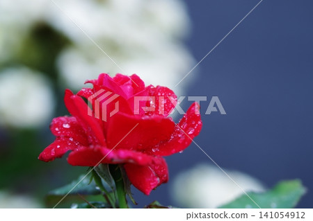 一朵熱情如火的紅玫瑰 一朵熱情如火的紅玫瑰 141054912