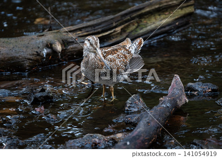 On a cold December morning, a rare migratory sandpiper, the Green Sandpiper, appeared on the riverbank of Yudaki Falls in Oku-Nikko. On a cold December morning, a rare migratory sandpiper, the Green Sandpiper, appeared on the riverbank of Yudaki Falls in Oku-Nikko. 141054919