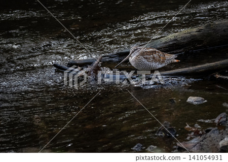 On a cold December morning, a rare migratory sandpiper, the Green Sandpiper, appeared on the riverbank of Yudaki Falls in Oku-Nikko. On a cold December morning, a rare migratory sandpiper, the Green Sandpiper, appeared on the riverbank of Yudaki Falls in Oku-Nikko. 141054931