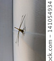 Dragonfly  141054934