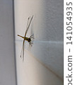 Dragonfly  141054935
