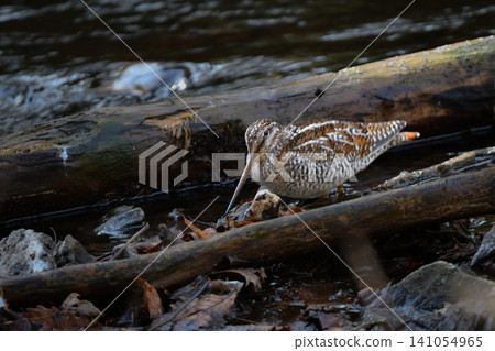 On a cold December morning, a rare migratory sandpiper, the Green Sandpiper, appeared on the riverbank at Yudaki in Oku-Nikko. On a cold December morning, a rare migratory sandpiper, the Green Sandpiper, appeared on the riverbank at Yudaki in Oku-Nikko. 141054965