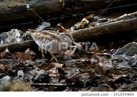 On a cold December morning, a rare migratory sandpiper, the Green Sandpiper, appeared on the riverbank at Yudaki in Oku-Nikko. On a cold December morning, a rare migratory sandpiper, the Green Sandpiper, appeared on the riverbank at Yudaki in Oku-Nikko. 141054969