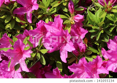Pink azalea flowers blooming in spring park 141055134