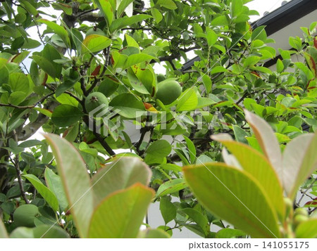 Quince fruits turn yellow in autumn Quince fruits turn yellow in autumn 141055175