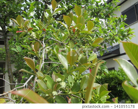The guava buds are still hard. The guava buds are still hard. 141055178